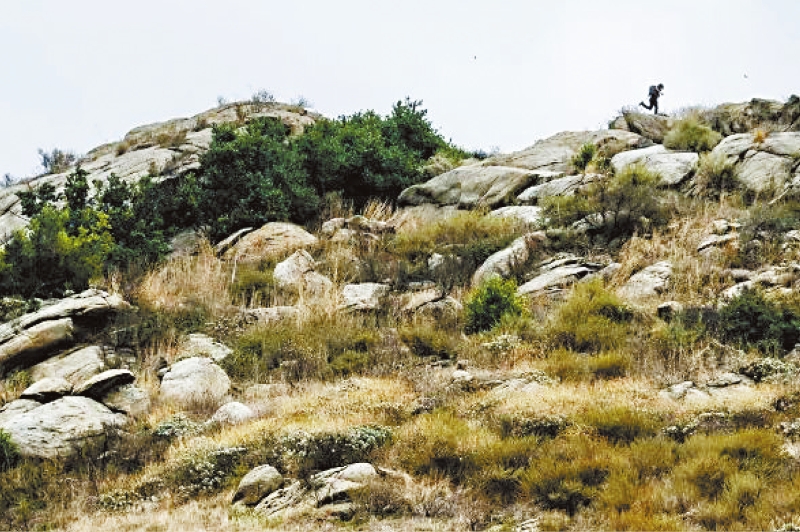 环保人士Aaron Echols爬上岩石山顶,这裡有一棵加州万年古树。 洛杉矶时报 环保人士Aaron Echols爬上岩石山顶,这裡有一棵加州万年古树。 洛杉矶时报