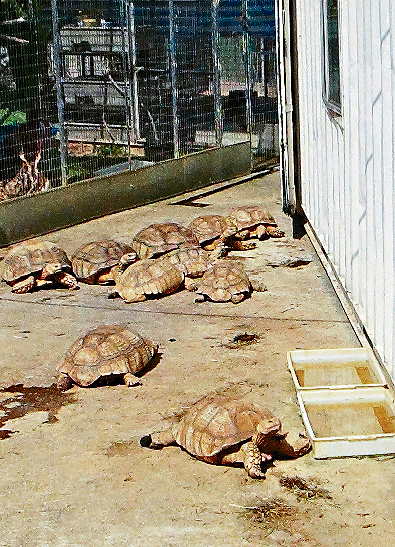 香港是濒危爬行类动物贸易的活跃地区，年前警方在八乡破获濒危动物繁殖场。