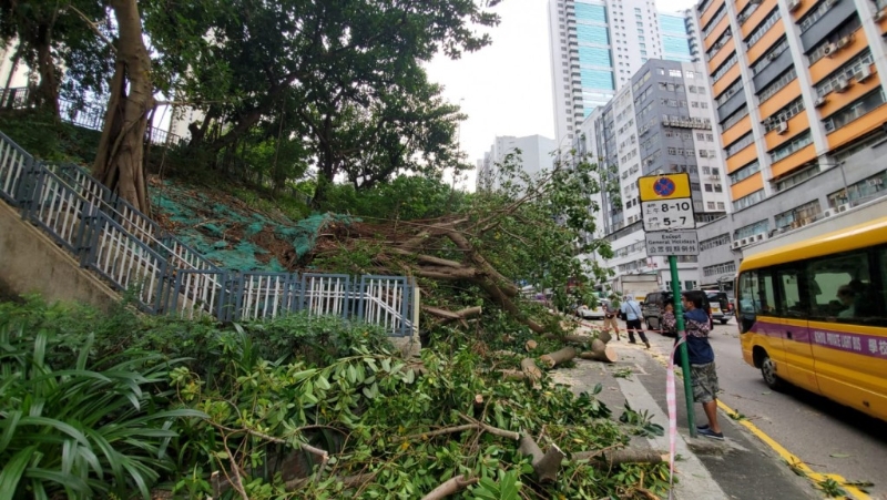 环保署指苏拉吹袭后，共收集了1,800公吨塌树，有270公吨被筛选到Y.PARK作处理，最终有多少废木被弃置到堆填区，就不得而知。