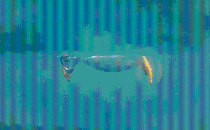 10幅由评委选出的超级搞笑作品。拍摄者：Brian Matthews