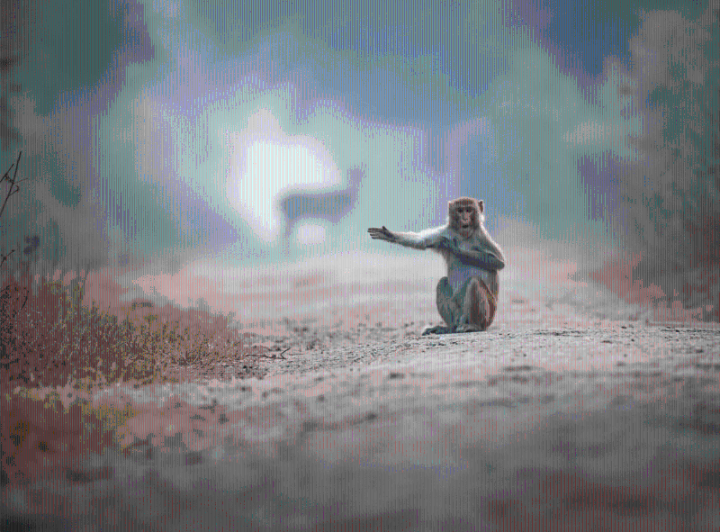 10幅由评委选出的超级搞笑作品。拍摄者：Pratick Mondal