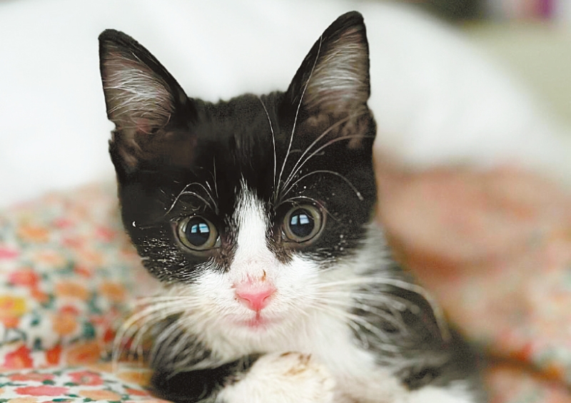 流浪猫史丹利在感染病毒后曾抓伤10人、咬伤10人,可能使700万国人面临狂犬变种病毒的危险。 瓦尔夫妇图片 流浪猫史丹利在感染病毒后曾抓伤10人、咬伤10人,可能使700万国人面临狂犬变种病毒的危险。 瓦尔夫妇图片