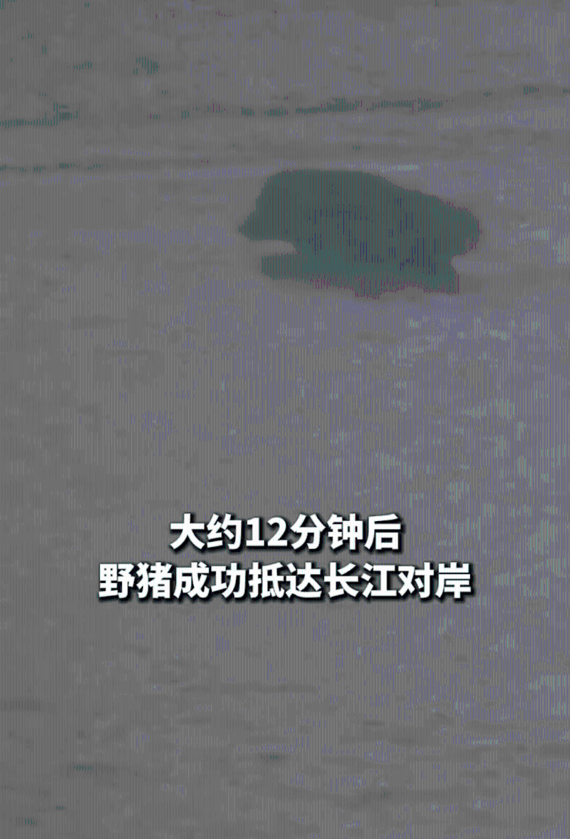 12分钟横渡长江后,该动物现身,原来是一只野猪。 12分钟横渡长江后,该动物现身,原来是一只野猪。