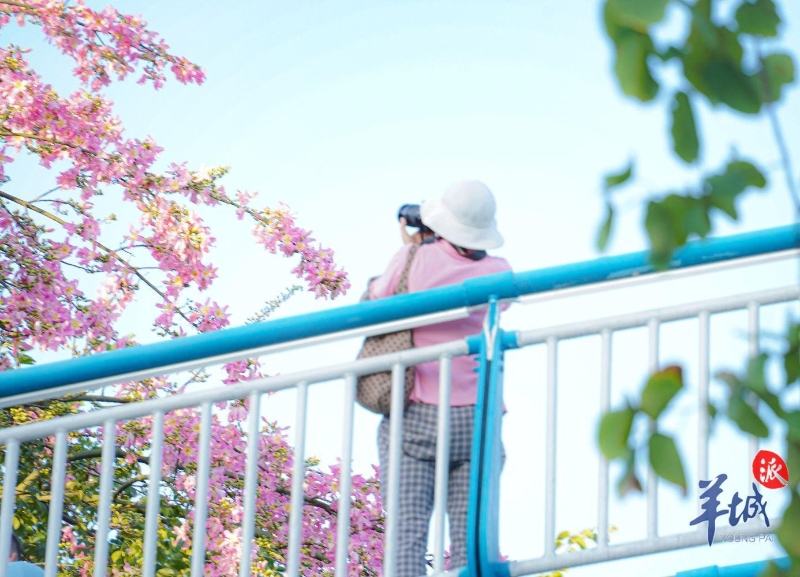 穿着粉红衣服的游客拍着粉红的花朵。