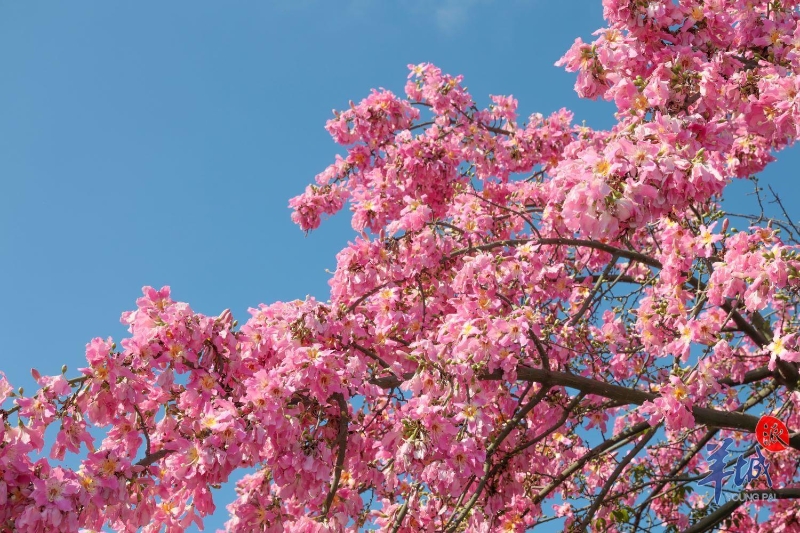 美丽异木棉抗风、速生、萌芽力强。