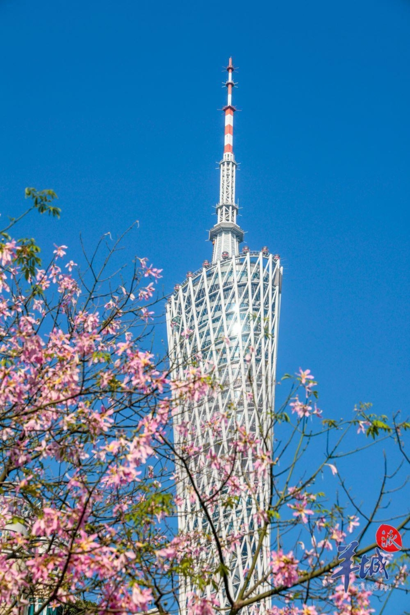 美丽异木棉与广州塔同框。