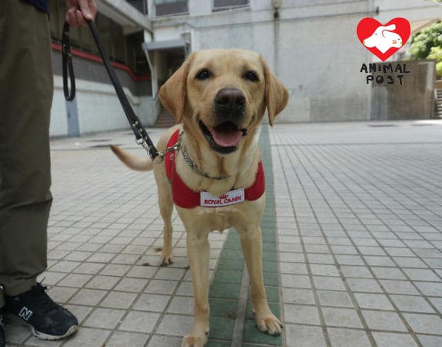 经中心培训了半年家规、社会化及引路训练后，大约2至3岁时便开始正式为香港导盲犬中心提供服务。香港导盲犬服务中心相片