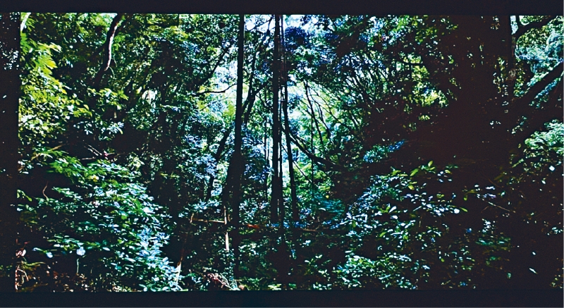 《Rustle of Existence》，艺术家运用了录像、说话及不同声效，让人思考语言的存在与消失跟人生的关系。