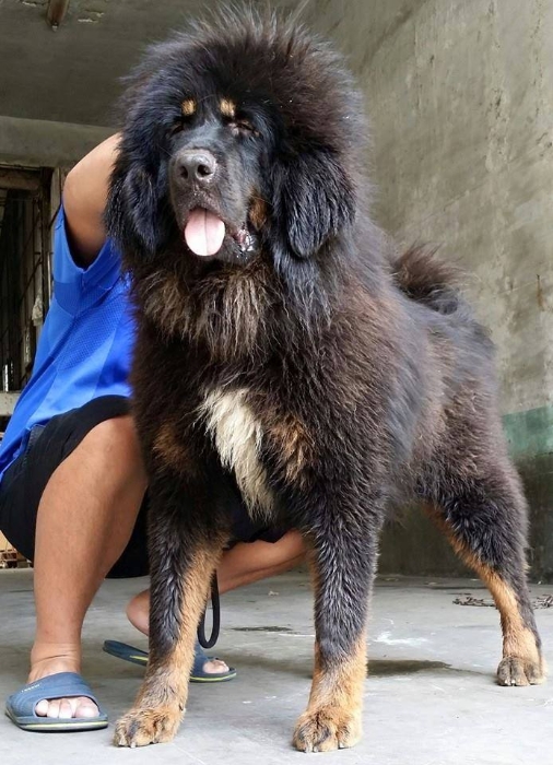 藏獒体型巨大,攻击力强。 藏獒体型巨大,攻击力强。