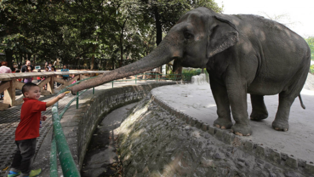 “全球最孤独大象”菲律宾明星象49岁离世，被圈养33年无同伴