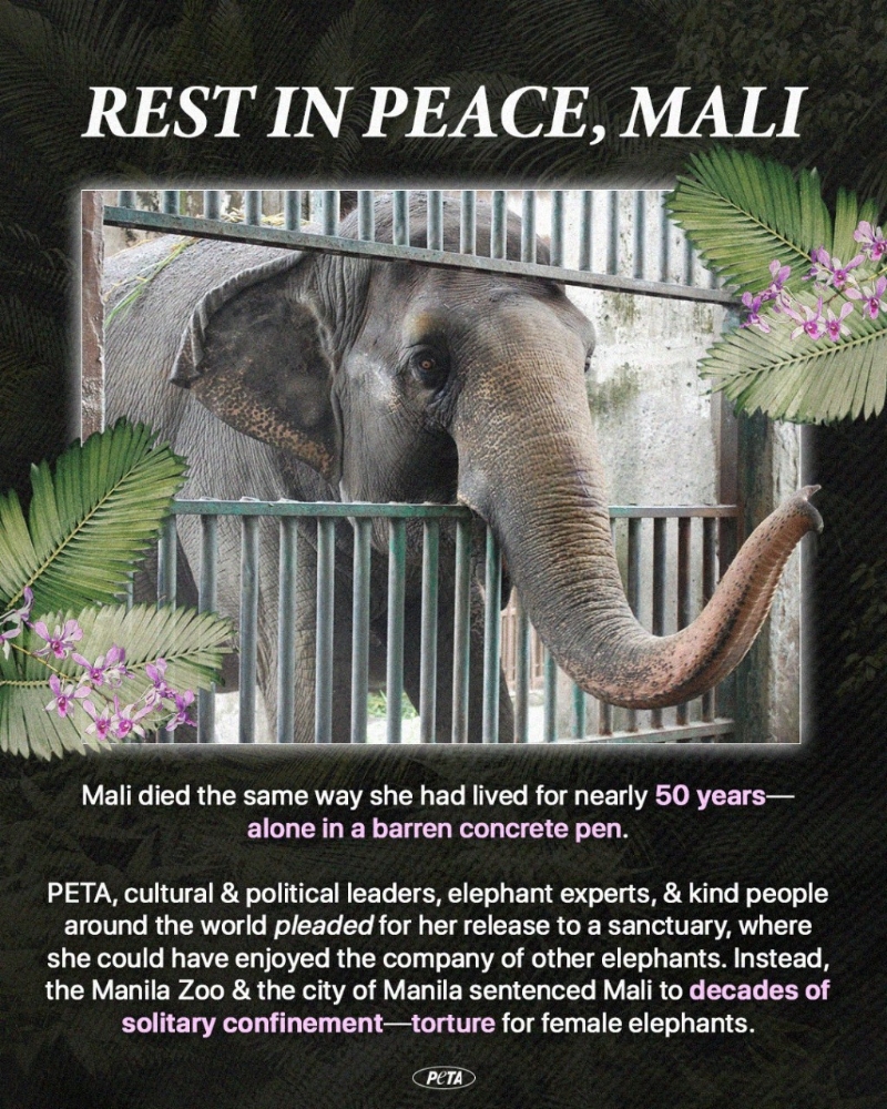 “善待动物组织”（PETA）制图悼念Mali。