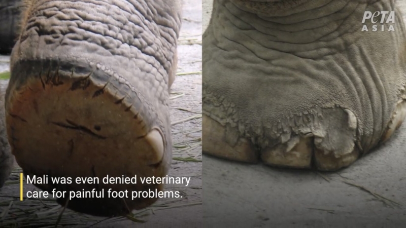“善待动物组织”（PETA）指Mali脚痛也没有获得护理。 PETA Asia