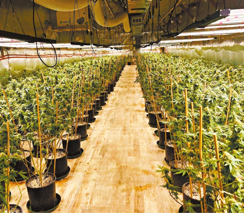 执法当局注意到，缅因州、加州，以至新墨州都发现有不少由华人操控的非法种植大麻场。 华尔街日报图片