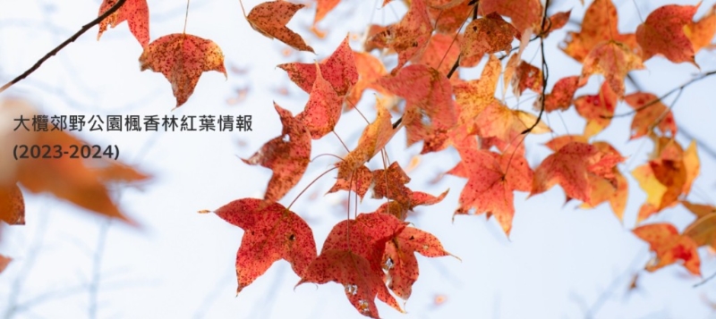 大榄郊野公园枫香林红叶情报(图片来源:渔农自然护理署) 大榄郊野公园枫香林红叶情报(图片来源:渔农自然护理署)