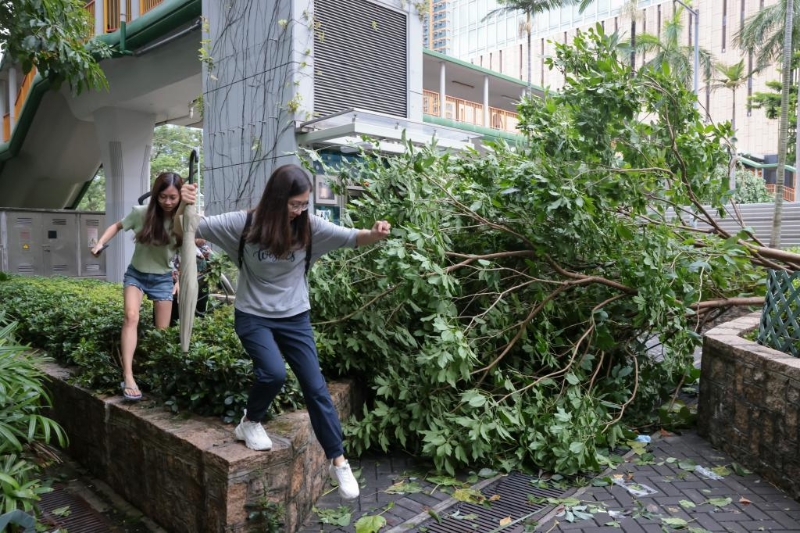“苏拉”过后街道满目疮痍，有关部门接获超过3000宗塌树报告。
