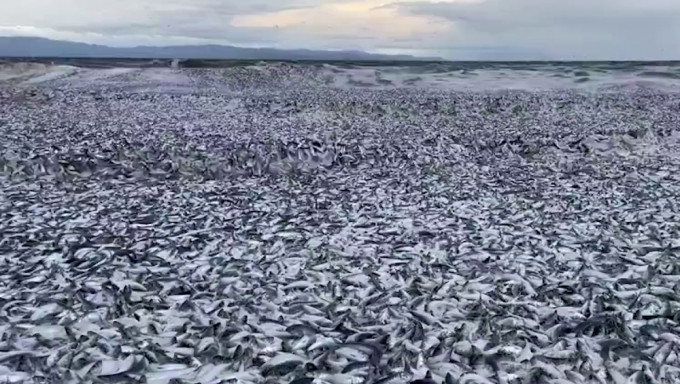 日本北海道海岸现大量鱼尸体，大部分为沙丁鱼，鱼浪蔓延1公里。海客新闻视频截图