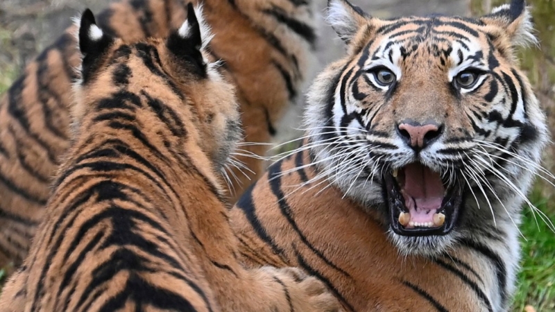 巴基斯坦男子夜闯动物园被老虎咬死。(路透社)