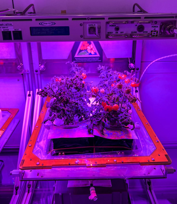 国际太空站正努力研究在太空种植植物。