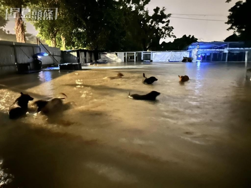 世纪黑雨突击,坪輋有狗场严重水浸,200狗只遇险。 世纪黑雨突击,坪輋有狗场严重水浸,200狗只遇险。