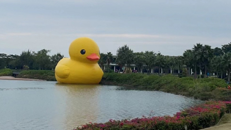巨型大黄鸭“游”到深圳湾，在深圳人才公园展出。