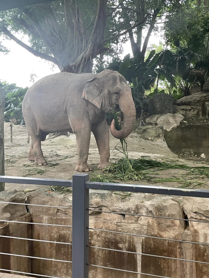 (图片授权:Anita Wu、Ivy Yip) (图片授权:Anita Wu、Ivy Yip)