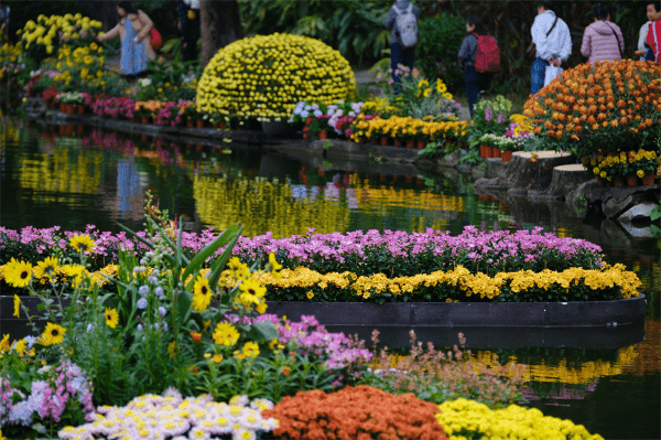 罗湖区东湖公园是今次菊花展的主会场， 主要展示精品菊艺。
