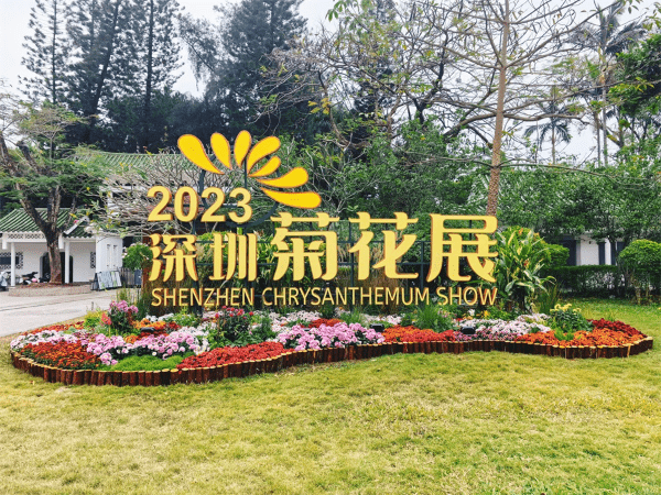 深圳菊花展由即日至12月29日举行，并以现菊荟万象作为主题。