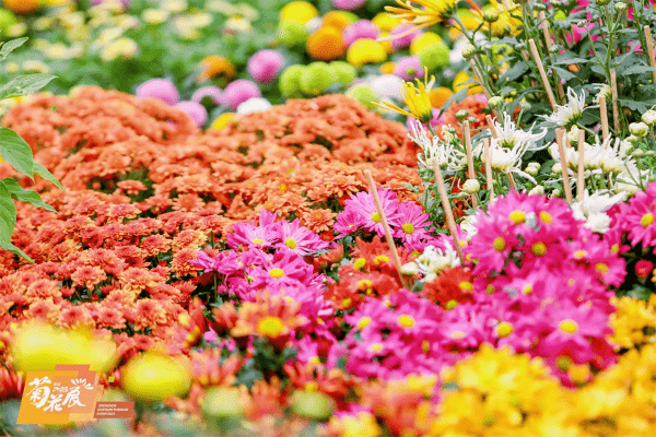 龙城公园主要展现菊花绚烂的色彩与多样的形态。