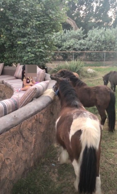 饲养马匹 饲养马匹