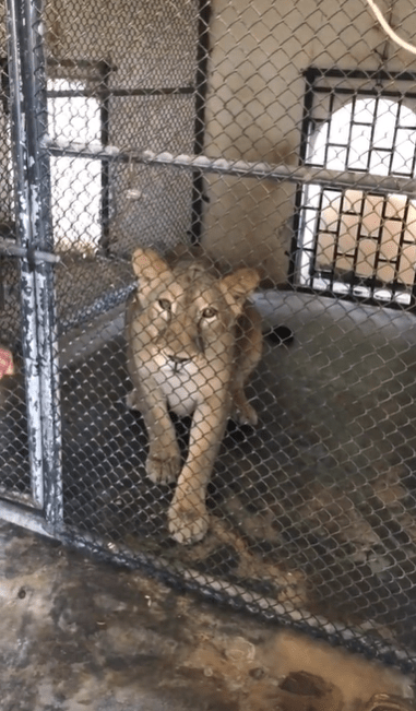 更有狮子 更有狮子