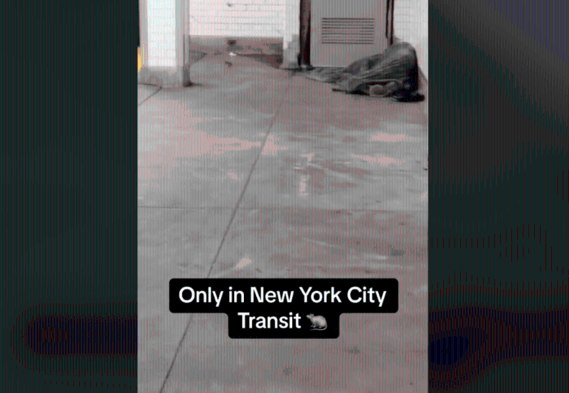 影片一开始,就见到有老鼠从这名流浪汉的毯子中跑出。 影片一开始,就见到有老鼠从这名流浪汉的毯子中跑出。