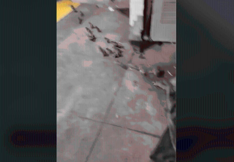 鼠群熟路地向路轨处跑去。 鼠群熟路地向路轨处跑去。