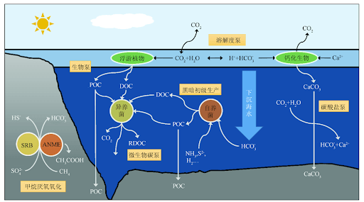 厌氧古菌可以在深海极端环境下存活。 厌氧古菌可以在深海极端环境下存活。
