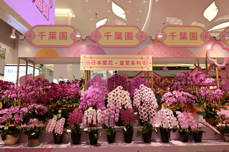 同场共有逾百款兰花及意头年花供选购。 陈极彰摄 同场共有逾百款兰花及意头年花供选购。 陈极彰摄