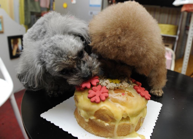 越来越多小店售卖宠物蛋糕。 越来越多小店售卖宠物蛋糕。