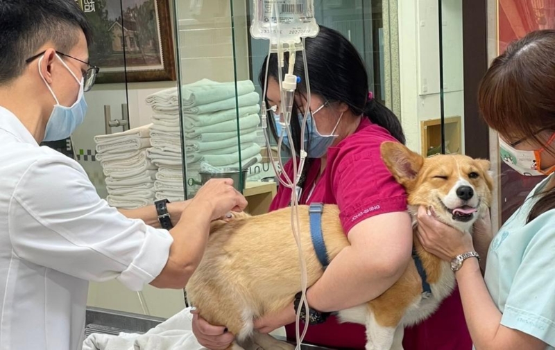 因医疗费高昂,不少宠物主人选择购买保险。 因医疗费高昂,不少宠物主人选择购买保险。