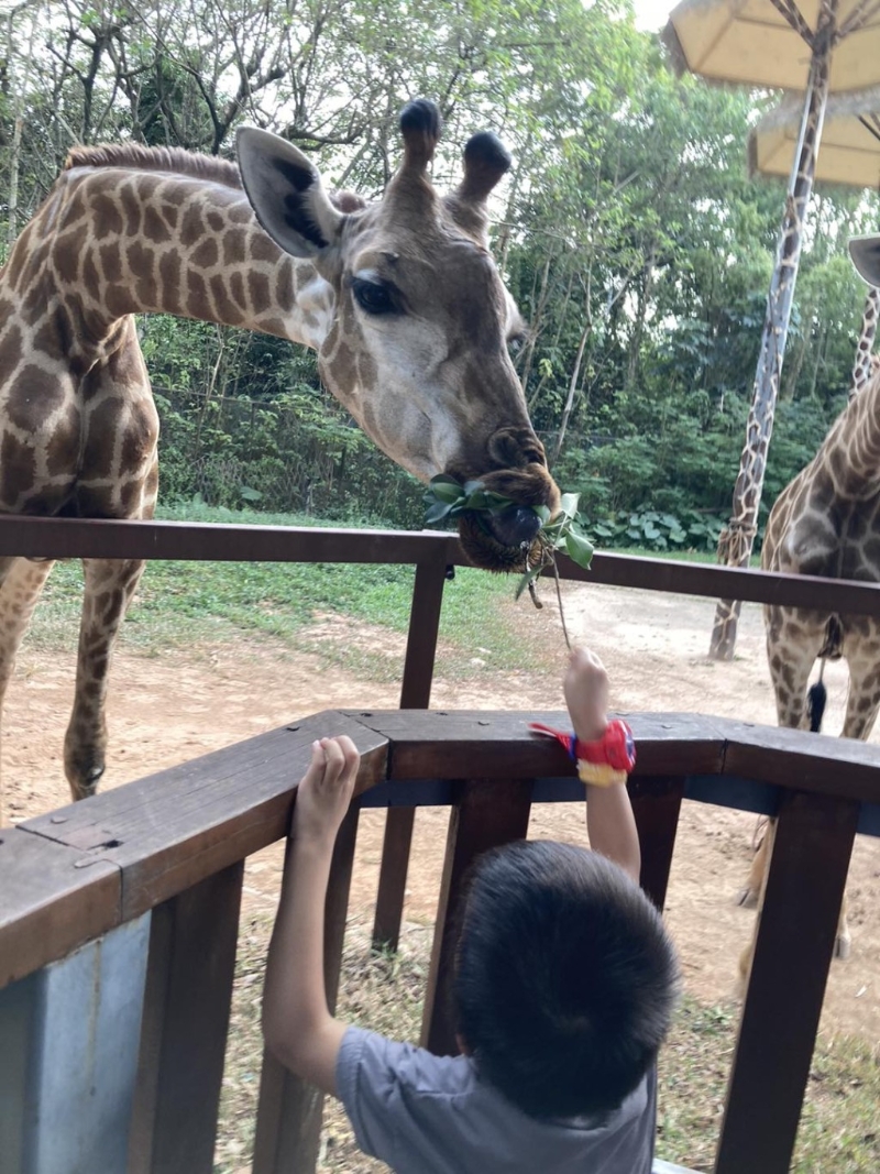 喂长颈鹿(图片授权:fb@猪仔包の开心日常) 喂长颈鹿(图片授权:fb@猪仔包の开心日常)