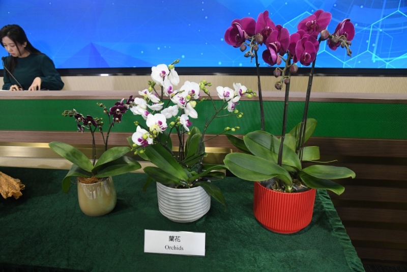 今年1月,在各个口岸截获61宗怀疑未有许可证进口兰花的案件。 今年1月,在各个口岸截获61宗怀疑未有许可证进口兰花的案件。