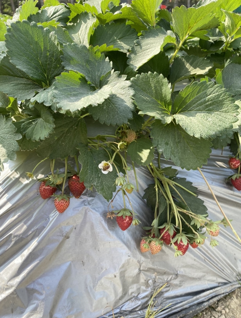 (图片来源:《亲子王》) (图片来源:《亲子王》)