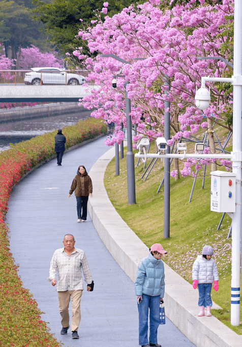 漫步在深圳的街头巷尾，处处花团锦簇