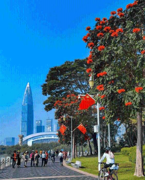 漫步在深圳的街头巷尾，处处花团锦簇、
