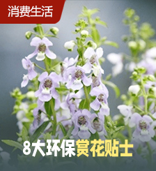 香港花卉展览3.15起维园举行，香彩雀入选主题花，附攻略