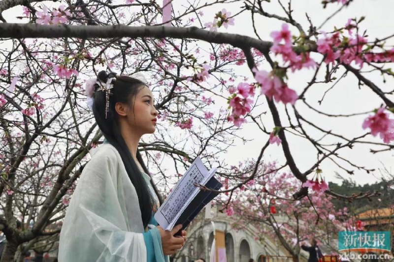 广州番禺:宝墨园樱花节启幕 广州番禺:宝墨园樱花节启幕