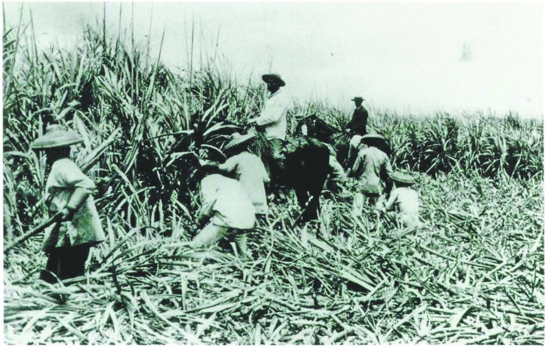 华工正在夏威夷种植园内收割甘蔗。