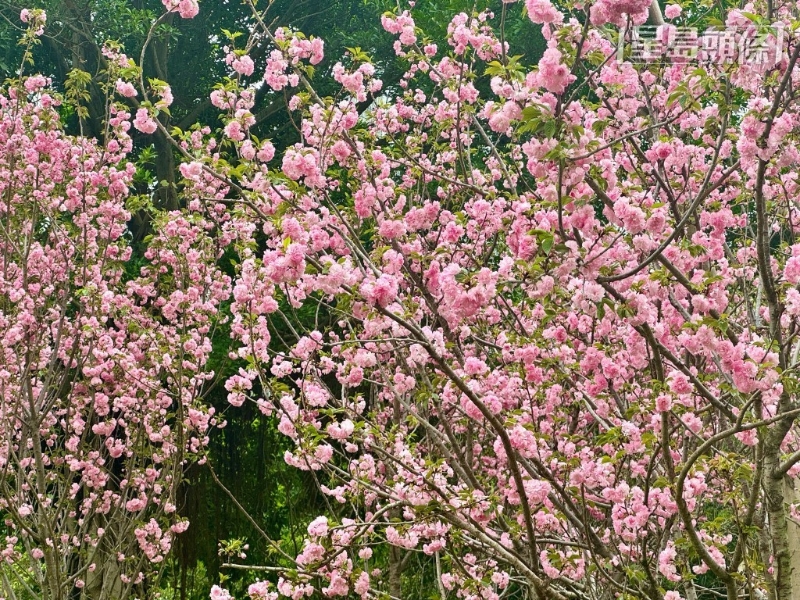 茂盛程度有如漫天樱花。 茂盛程度有如漫天樱花。