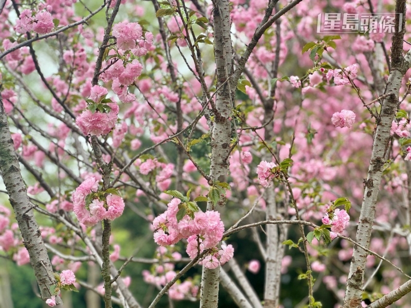 虽然数量不多,但胜在已达满开状态。 虽然数量不多,但胜在已达满开状态。