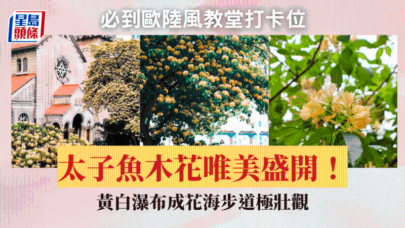 太子鱼木花盛开 太子鱼木花盛开