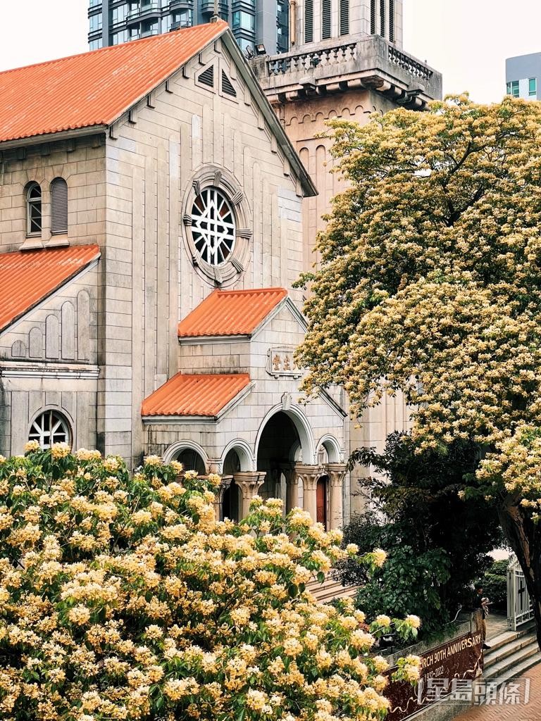 踏入初夏,鱼木花(又称树头菜)纷纷盛放。 踏入初夏,鱼木花(又称树头菜)纷纷盛放。