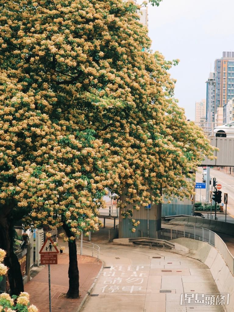 鱼木花经已盛开。 鱼木花经已盛开。