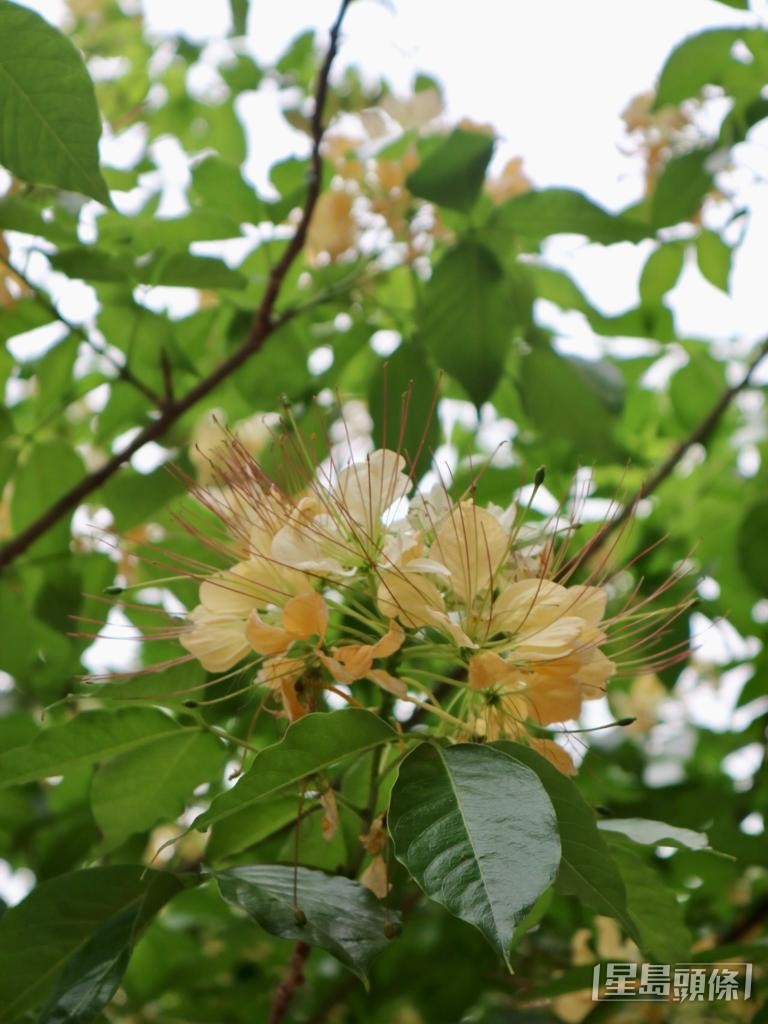 米黄及浅白的鲜花组成一簇簇花球。 米黄及浅白的鲜花组成一簇簇花球。